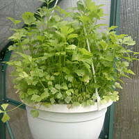 ogrodowo - letnio i upalnie ...