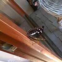 ogrodowo - letnio i upalnie ...