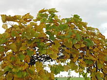 Fot. megi65, Jesiene klimaty 