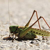 Bieszczady i Podlasie czyli lato 2015