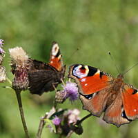 Bieszczady i Podlasie czyli lato 2015