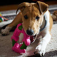 Dobry gryzak nie jest zły, co tam, że różowy :D