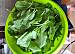 Fot. mania233, Szczaw do mrożenia 