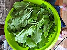Fot. mania233, Szczaw do mrożenia 