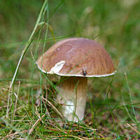 Mały, lecz bardzo urodziwy. Tego dnia znalazłam jeszcze dwa większe borowikowe kapelusze, niestety robaki były pierwsze i tylko ten przystojniak wylądował w przepysznym risotto :)