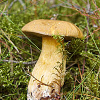 Kiedy w lesie zaczynają się pojawiać miodunki, to powód do zatroskania - znak, że lato wdrapało się już na szczyty i za kilka tygodni zacznie pakować walizki, żeby ustąpić miejsca jesieni...