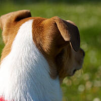 Jak przystało na dobrego szczeniaka pasterskiego, wypatruję...