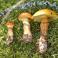 Maślaki żółte w niektórych regionach Polski są pospolite, w innych nie wszędzie i nie za często można je znaleźć. A warto, bo choć skórka z kapelusza odchodzi niechętnie, są delikatne w smaku i wspaniale odnajdują się w sosach i zupach grzybowych.