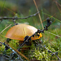 Grzybowe wyprawy 2015