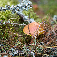 Grzybowe wyprawy 2015