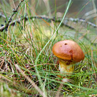 Grzybowe wyprawy 2015