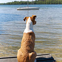 Lewy radar padł, prawy działa. Pan Morelka wymienia garnitur zębów i uszy raz klapią, raz stają :D