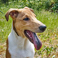 Tak za przeproszeniem wyglądam, jak się nawcinam węgielków z ogniska, z krzaków znaleziska... :P