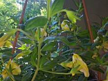 Fot. pwyso, ogrodowo ... cz.7