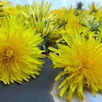 Syrop z mniszka lekarskiego