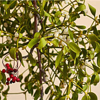 Czy jemioła, ostrokrzew i cis mogą być używane do stroików świątecznych?