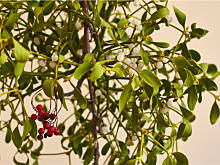 Fot. Wkn, Czy jemioła, ostrokrzew i cis mogą być używane do stroików świątecznych?