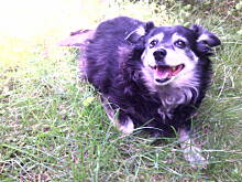 Fot. baryz1, Moja przyjaciółka Sara ...od 13 lat .....jest ...i daje radość i miłość...