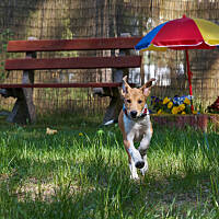 Pędzę do ciebie, koleżanko zza płota!