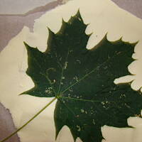 Jesienny liść z masy solnej.