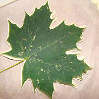 Jesienny liść z masy solnej.