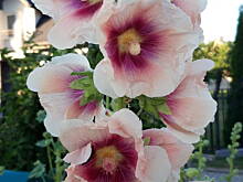 Fot. megi65, Malwowo ))