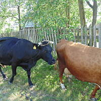 Zakochałam się )))