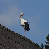 Zakochałam się )))