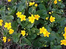 Fot. Lea2, Piękno natury... :)