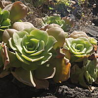 roślinność na skałach w parku narodowym Caldera de Taburiente