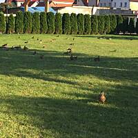 warpnickie kaczki opanowały łąkę