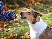 Fot. Wkn, Paluszki serowe