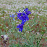 Zakochałam się )))