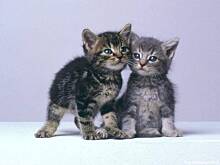 Fot. Elek, Yolcat - dziś rocznica ślubu !!