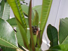 Fot. luckystar, Zagadka - co to za kwiat ??