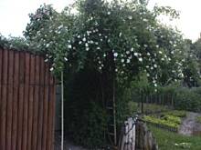 Fot. Tolla, Co to za krzew???