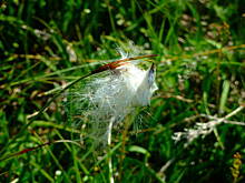 Fot. spajdermen, Droga na Tusen Norwegia.